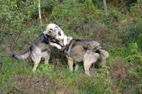 /album/saarloos-wolfdog-norway/image-16-jpg/